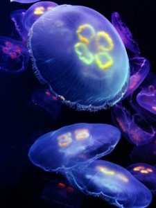 587721-dtthumb-jellyfish